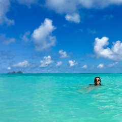 Swam at Sherwoods Beach in Oahu, HI.